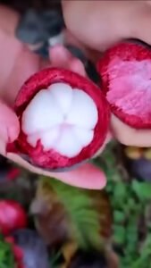 OpeningRedFruit-9x16